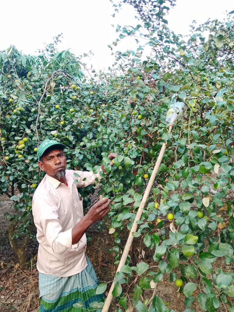 প্রতিকূলতা জয় করে ফলের বাগানে ঘুরে দাঁড়ানো- একজন এনামুলের সাফল্যের গল্প 