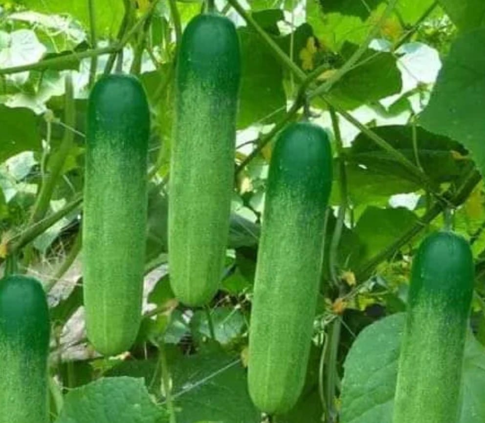 মাটিরাঙ্গা উপজেলায় শসার বাম্পার ফলন