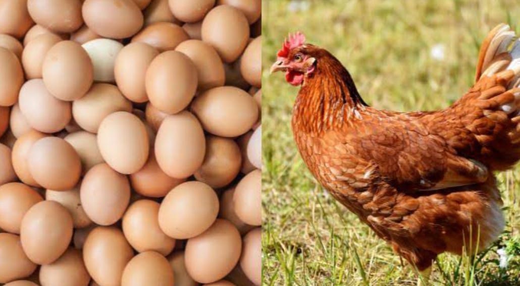 মুরগি ও ডিম আমদানিতে নিষেধাজ্ঞা জারি করেছে সৌদি আরব।