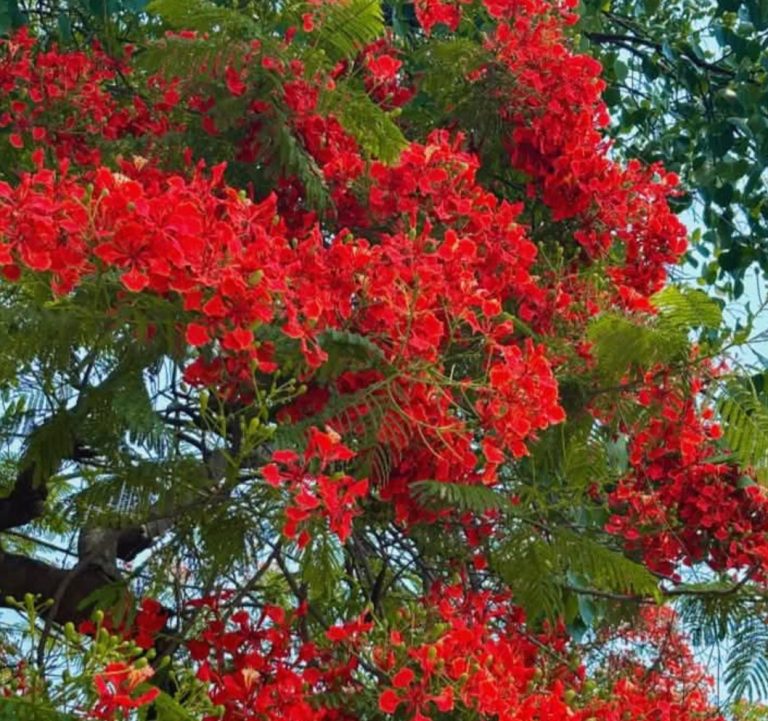 শীত বিদায়ে বসন্তের রঙিন বার্তা