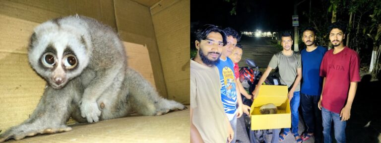 কাপ্তাইয়ে আহত ‘বেঙ্গল স্লো লরিস’ উদ্ধার, বন বিভাগের হেফাজতে হস্তান্তর