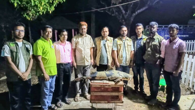 🟥 কাপ্তাইয়ে ১৬ কেজির মহাবিপন্ন বাঘাইর মাছ উদ্ধার, আইনি প্রক্রিয়ায় ধ্বংস
