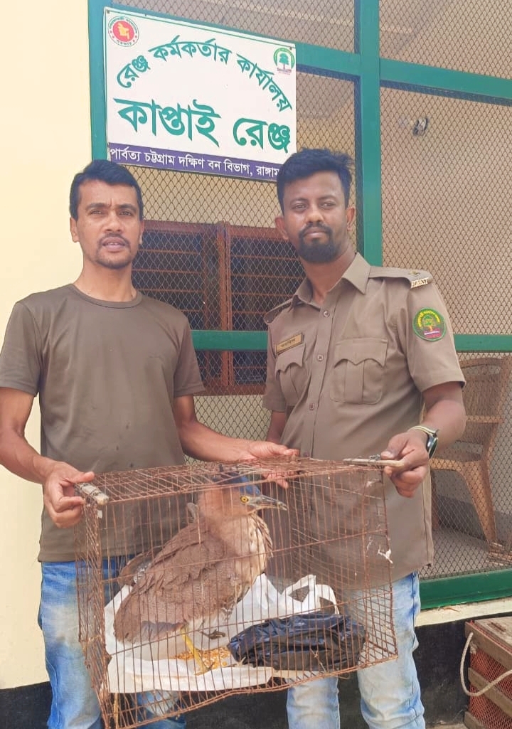🟥 কাপ্তাইয়ে পাচারকালে বিরল ‘মালায়ন নাইট হিরোন’ উদ্ধার