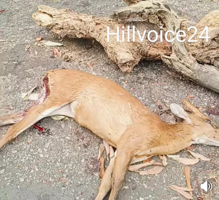 🟥 কাপ্তাইয়ে কুকুরের আক্রমণে মায়া হরিণের মৃত্যু