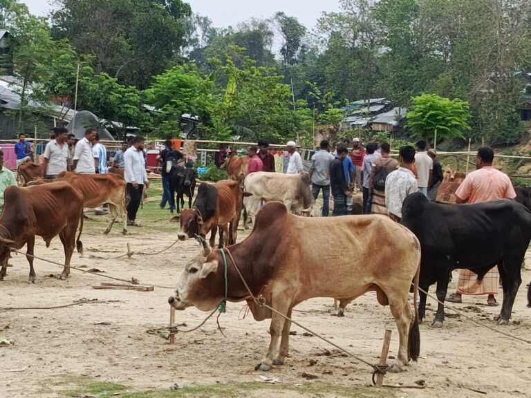 🟥 কাপ্তাইয়ে কোরবানির পশুর হাটে পাহাড়ি গরুর কদর বেশি