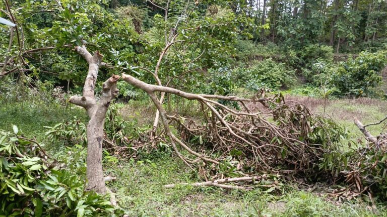 বুনো হাতির তাণ্ডবে দিশেহারা চিৎমরমের পরিবারগুলো, প্রতিকার চান ক্ষতিগ্রস্তরা