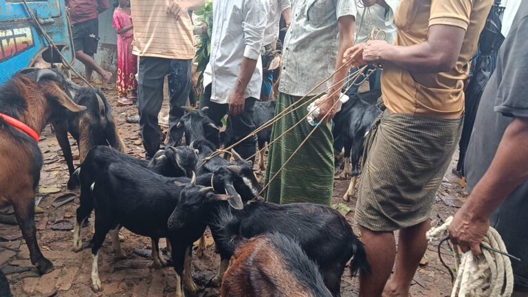 মনসা পূজার আগে রাইখালী হাটে পাহাড়ি ছাগলের কদর